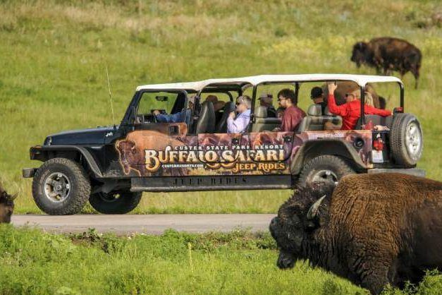 Buffalo Safari